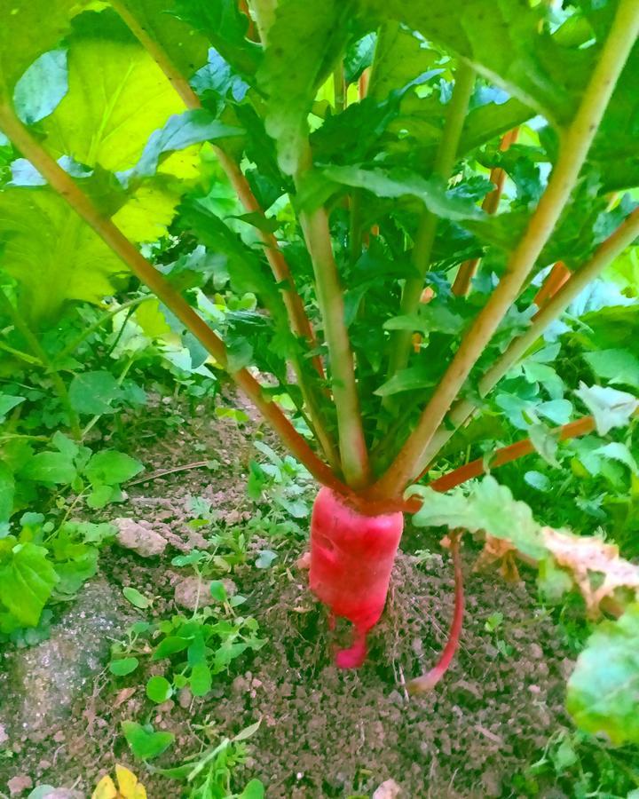 Suma Aavaas Farmstay Νταρτζίλινγκ Εξωτερικό φωτογραφία