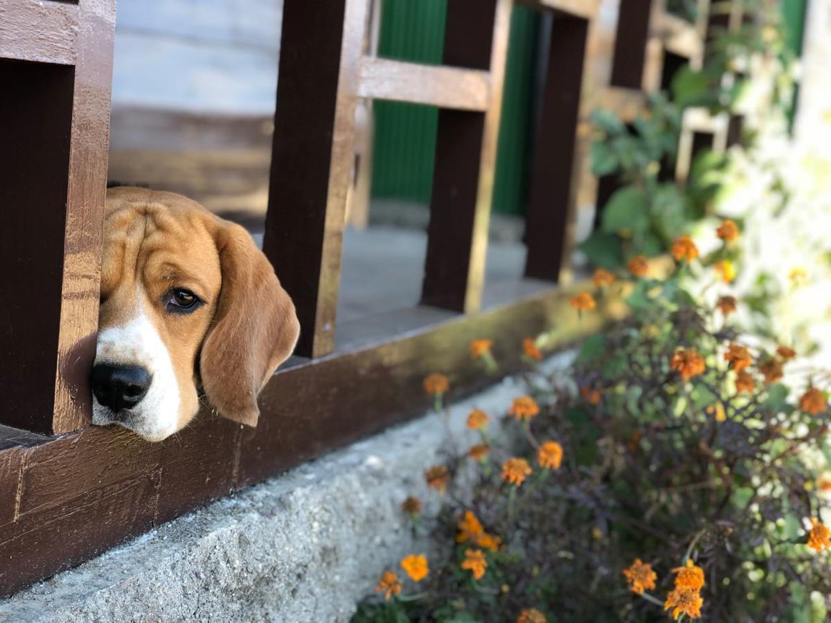 Suma Aavaas Farmstay Νταρτζίλινγκ Εξωτερικό φωτογραφία