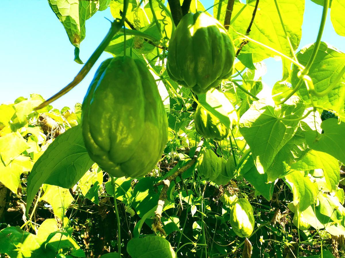 Suma Aavaas Farmstay Νταρτζίλινγκ Εξωτερικό φωτογραφία